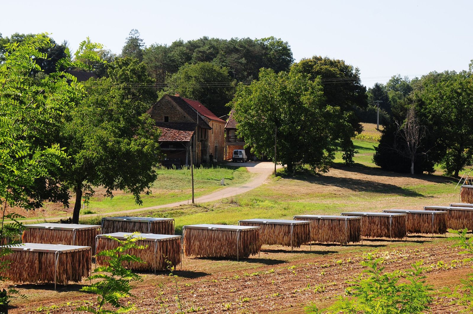 Modern techniques for drying tobacco plants in the Dordogne region